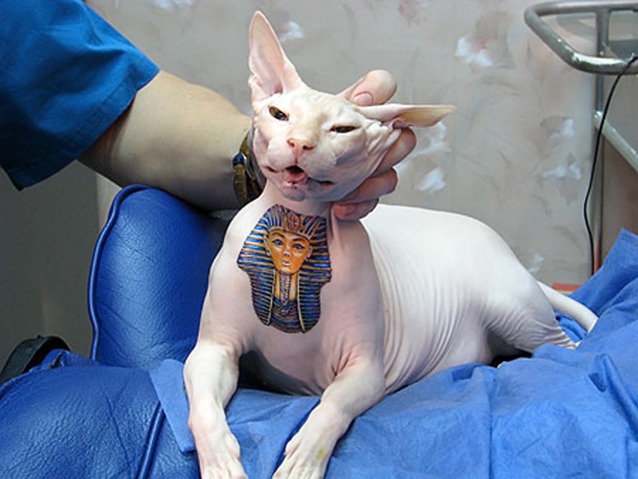 Tattoed cat
