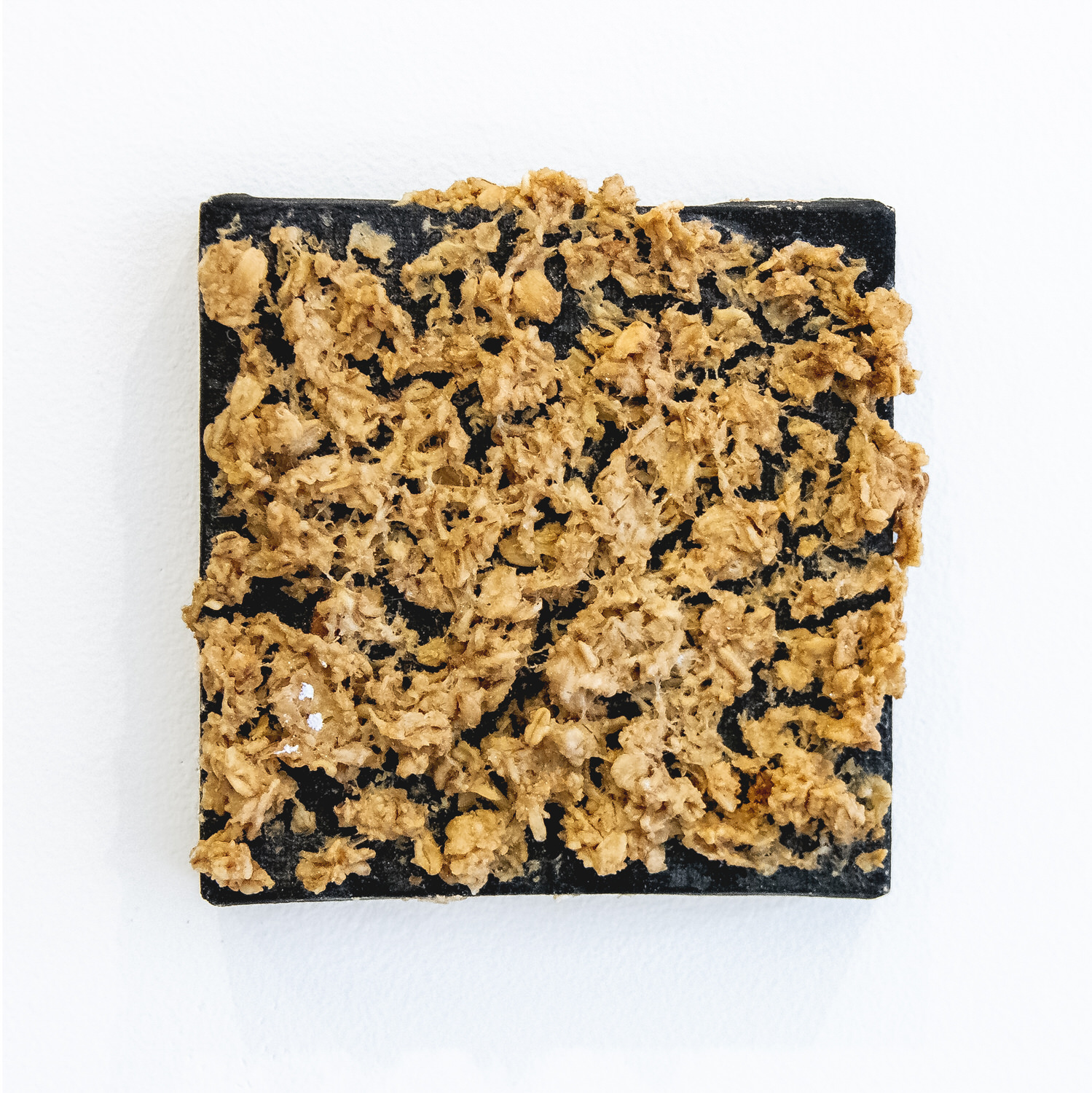 Untitled (Chicken Stingel: Canvases) B3